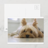 ヨークシャーテリア 子犬 ペット かわいい 犬 顔 目 ポストカード (正面/裏面)