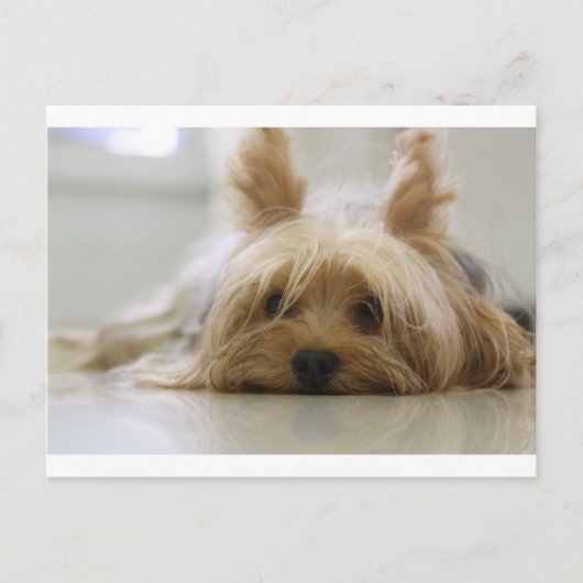 ヨークシャーテリア 子犬 ペット かわいい 犬 顔 目 ポストカード (正面)