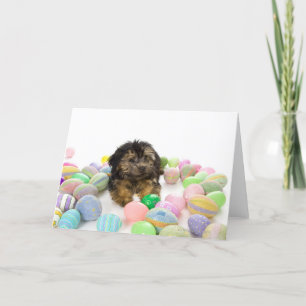 ヨークシャーテリアpooの子犬およびイースターエッグ シーズンカード