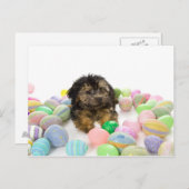ヨークシャーテリアpooの子犬およびイースターエッグ シーズンポストカード (正面/裏面)