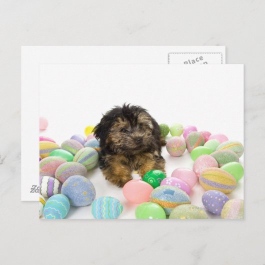 ヨークシャーテリアpooの子犬およびイースターエッグ シーズンポストカード (正面/裏面)