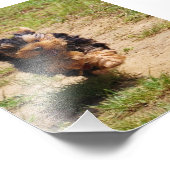 ヨークシャーランニングテリアの写真 フォトプリント            (角)