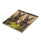 ヨークシャー遊テリアの芝生 タイル (側面)