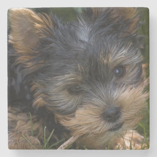 ヨークシャー ストーンコースター (正面)