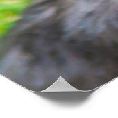 ヨークシャー・テリアが見上げる ポスター (角)