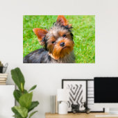 ヨークシャー・テリアが見上げる ポスター (ホームオフィス)