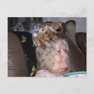 ヨークシャー・テリアーのポストカード ポストカード
