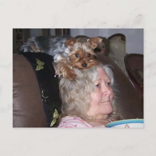 ヨークシャー・テリアーのポストカード ポストカード (正面)