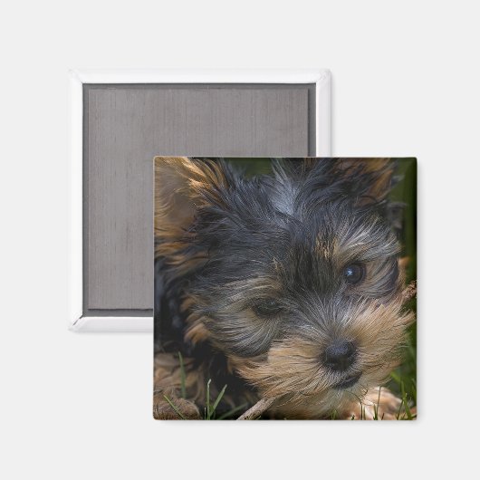 ヨークシャー マグネット (正面/裏面)