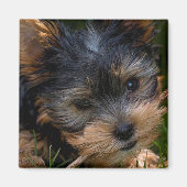 ヨークシャー マグネット (正面)