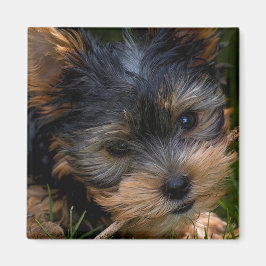 ヨークシャー マグネット