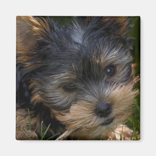 ヨークシャー マグネット (正面)