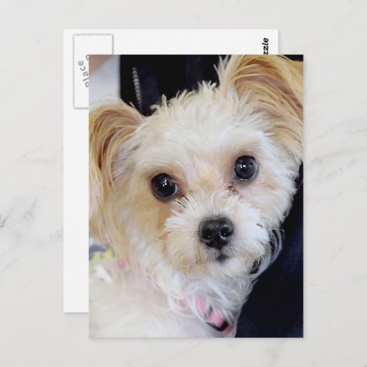 ヨークシャー(ヨークシャーテリア)/シーズー(犬)Tzuはがき ポストカード (正面/裏面)