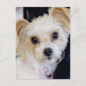 ヨークシャー(ヨークシャーテリア)/シーズー(犬)Tzuはがき ポストカード (正面)