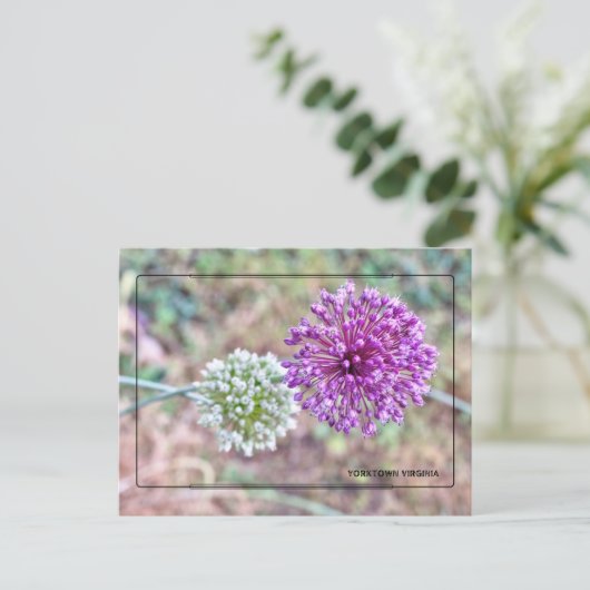 ヨークタウンオニオンポストカード – 歴史的なバージニア ポストカード (スタンド正面)