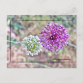 ヨークタウンオニオンポストカード – 歴史的なバージニア ポストカード (正面)