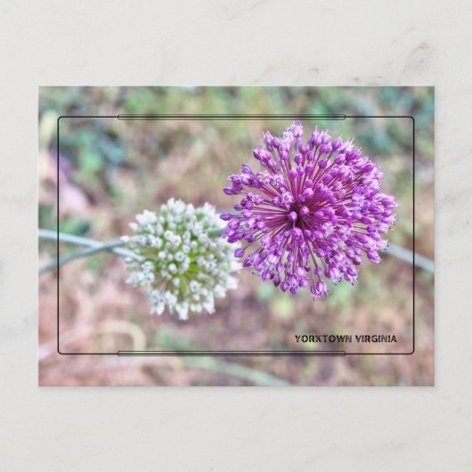 ヨークタウンオニオンポストカード – 歴史的なバージニア ポストカード (正面)