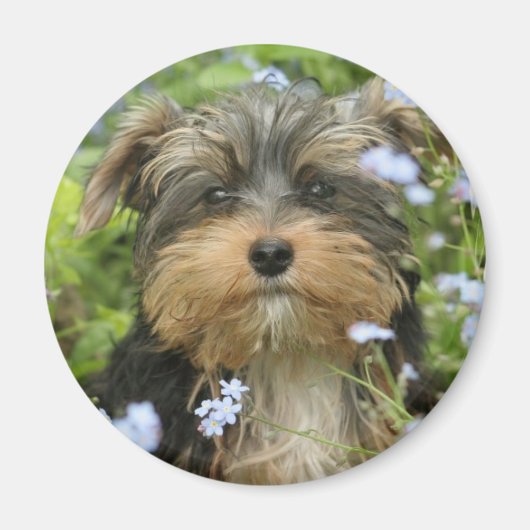 ヨークテリアマグネット マグネット (正面)