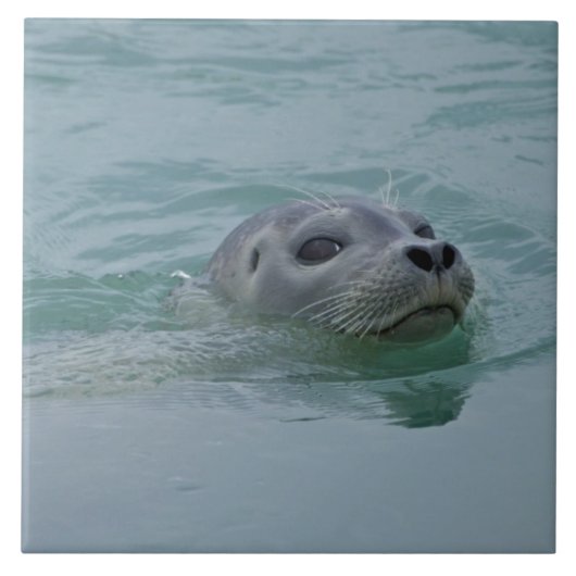 ヨークルスアーロン氷河湖で泳ぐゼニガタアザラシ タイル (正面)