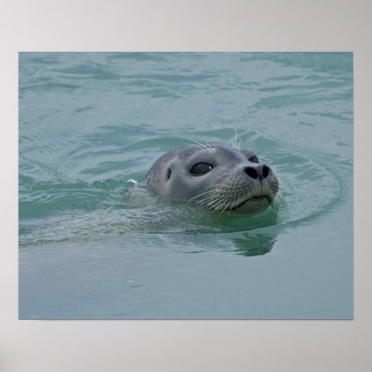 ヨークルスアーロン氷河湖で泳ぐゼニガタアザラシ ポスター (正面)