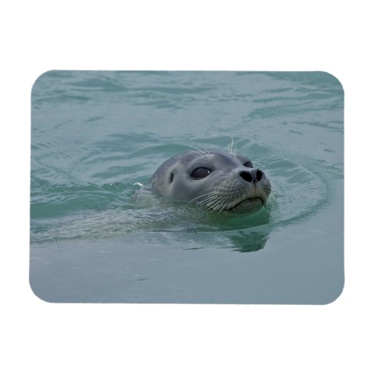 ヨークルスアーロン氷河湖で泳ぐゼニガタアザラシ マグネット (横)