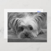 ヨーク空白のシャーテリアパピードッグポストカード ポストカード (正面/裏面)