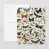 ヨーロッパで知最高のられる蝶と蛾のコラージュ ポストカード (正面/裏面)