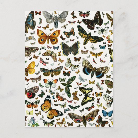ヨーロッパで知最高のられる蝶と蛾のコラージュ ポストカード (正面)
