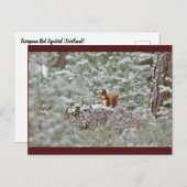 ヨーロッパのアカリス ポストカード (正面/裏面)