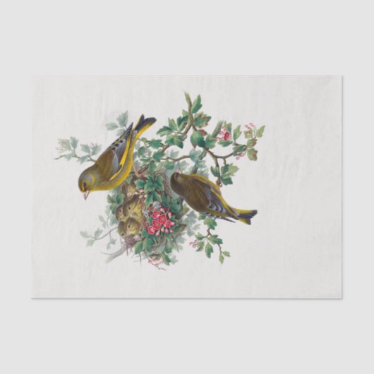 ヨーロッパのグリーンフィンチのデコパージュ 薄葉紙 (正面)