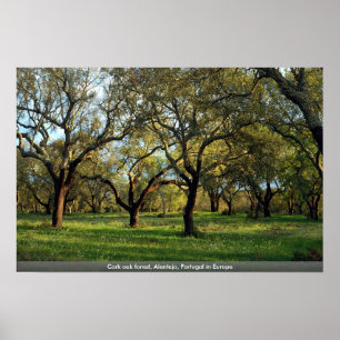 ヨーロッパのポルトガルのAlentejoのCork oak forest ポスター