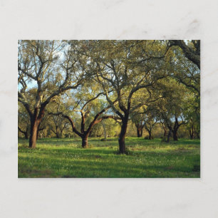 ヨーロッパのポルトガルのAlentejoのCork oak forest ポストカード