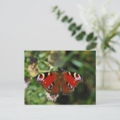 ヨーロッパの孔雀の毛虫の蝶はがき ポストカード (スタンド正面)