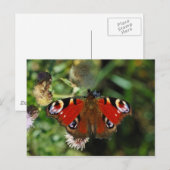 ヨーロッパの孔雀の毛虫の蝶はがき ポストカード (正面/裏面)