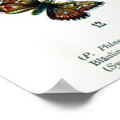 ヨーロッパの蝶 (プレート06) ポスター (角)