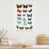 ヨーロッパの蝶 (プレート06) ポスター (キッチン)