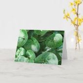 ヨーロッパの野生のショウガの植物の光沢葉のあるのクローズアップ カード (黄色い花)