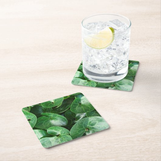 ヨーロッパの野生ショウガの光沢のある葉は写真の上で閉まります スクエアペーパーコースター (インサイチュ)