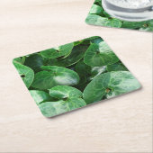 ヨーロッパの野生ショウガの光沢のある葉は写真の上で閉まります スクエアペーパーコースター (アングル)