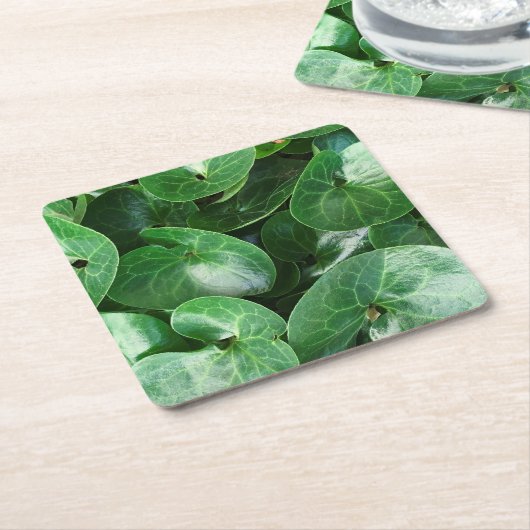 ヨーロッパの野生ショウガの光沢のある葉は写真の上で閉まります スクエアペーパーコースター (アングル)