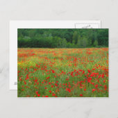 ヨーロッパイタリアトスカーナ赤いケシ畑 ポストカード (正面/裏面)