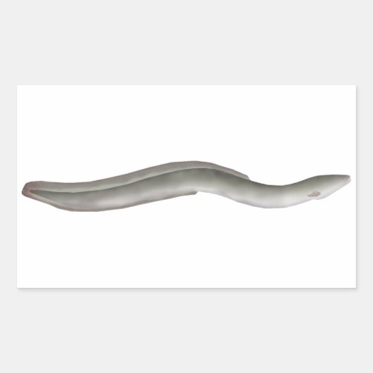 ヨーロッパウナギ 長方形シール (正面)