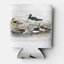 ヨーロッパオイスターキャッチャー、グレイPhalarope (Summer Pl) 缶クーラー