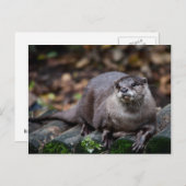 ヨーロッパオーター ポストカード (正面/裏面)