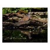 ヨーロッパカメ (正面横)