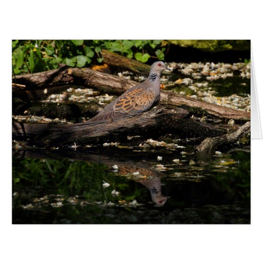 ヨーロッパカメ (正面横)