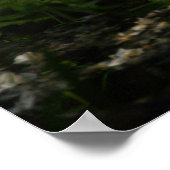 ヨーロッパカメ ポスター (角)