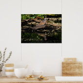 ヨーロッパカメ ポスター (キッチン)