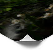 ヨーロッパカメ ポスター (コーナー)