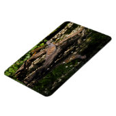 ヨーロッパカメ マグネット (左側)